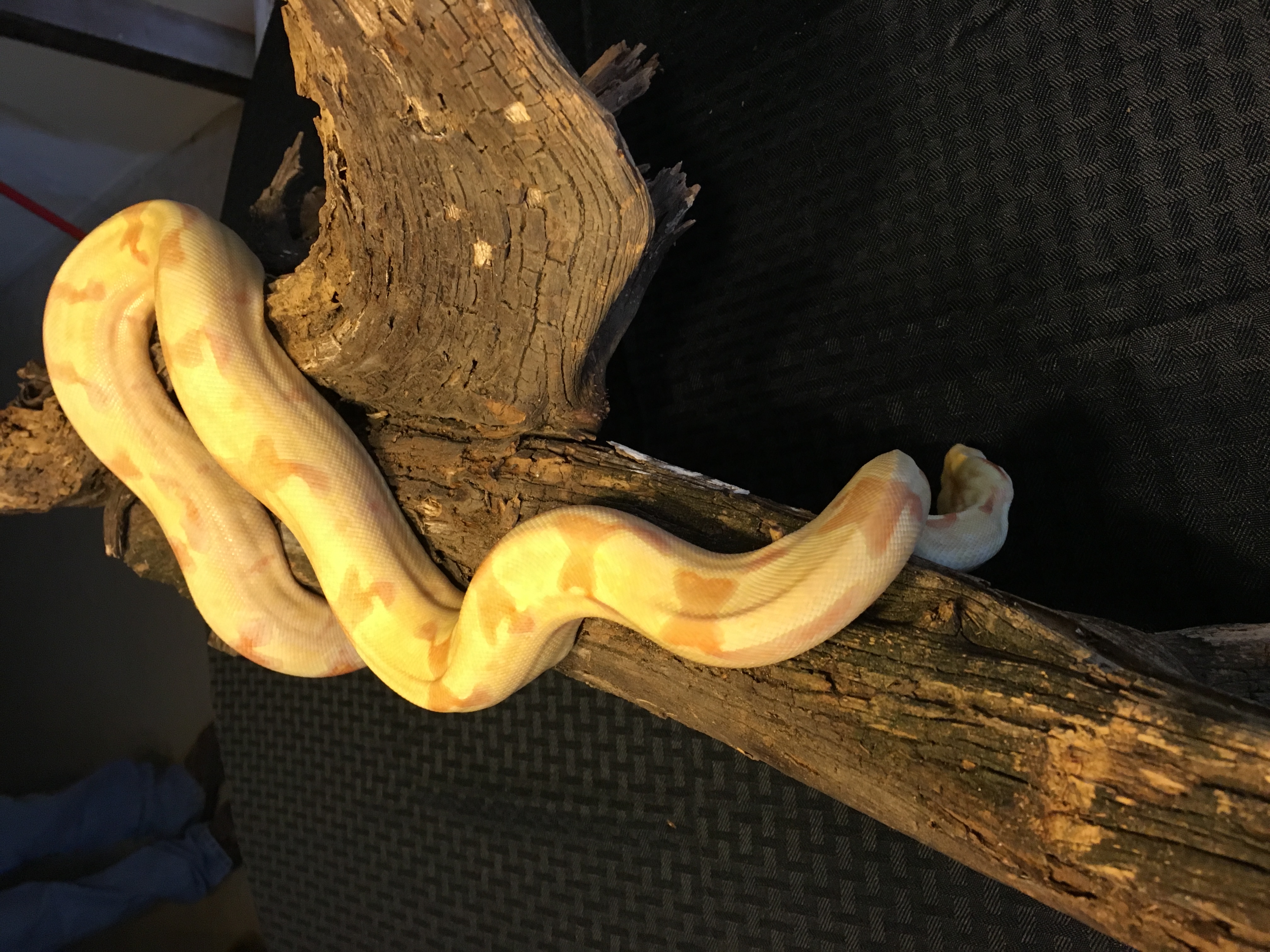 A yearling IMG Hypo Albino Boa Constrictor.