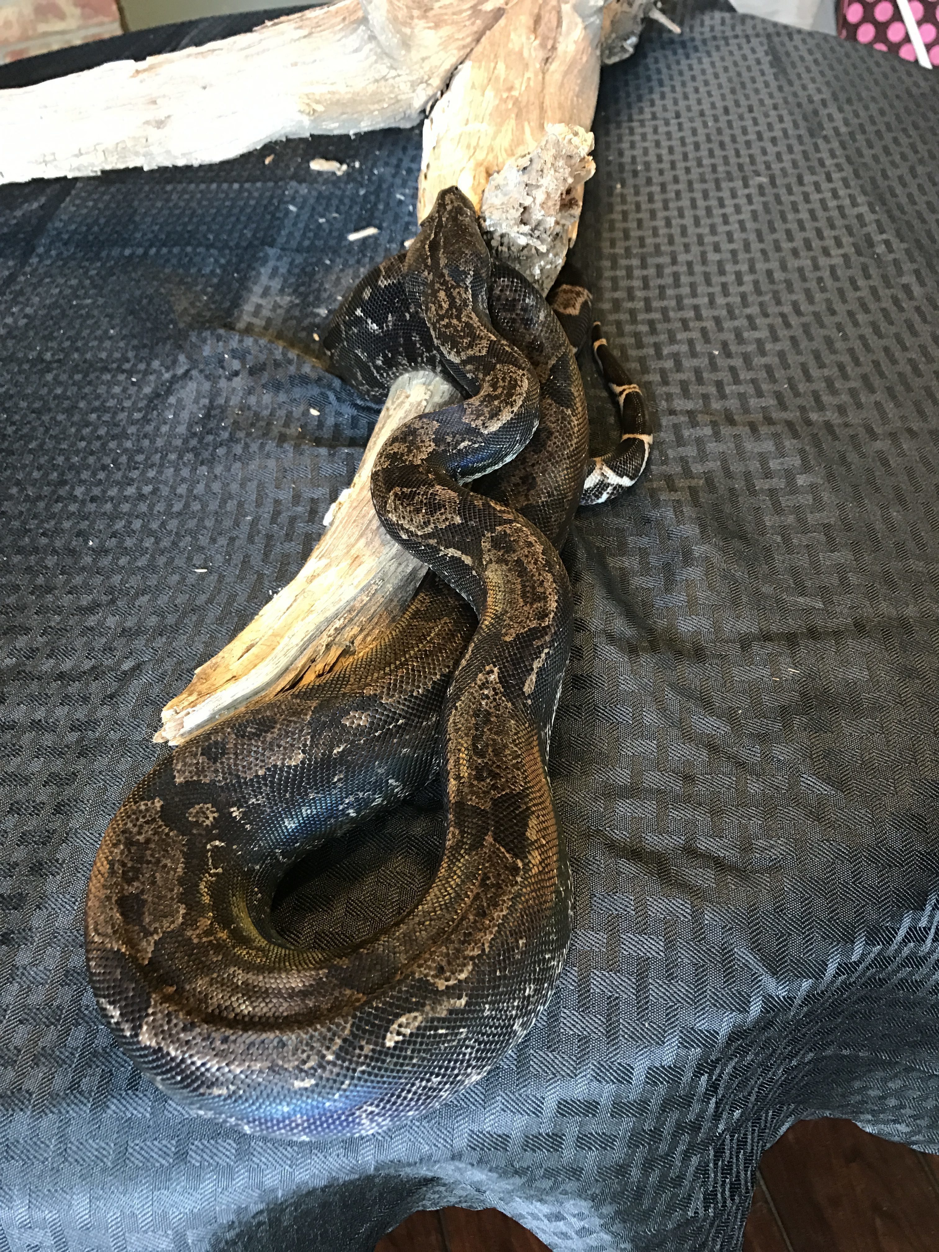 A picture of Bob, an IMG Ghost Boa on a log on a black background.