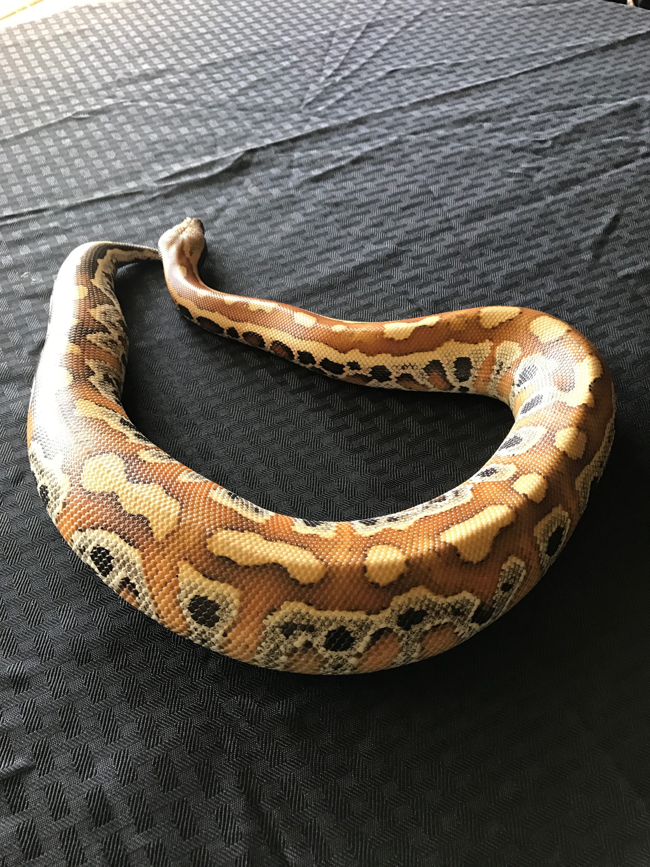 A Normal Blood python on a black background.