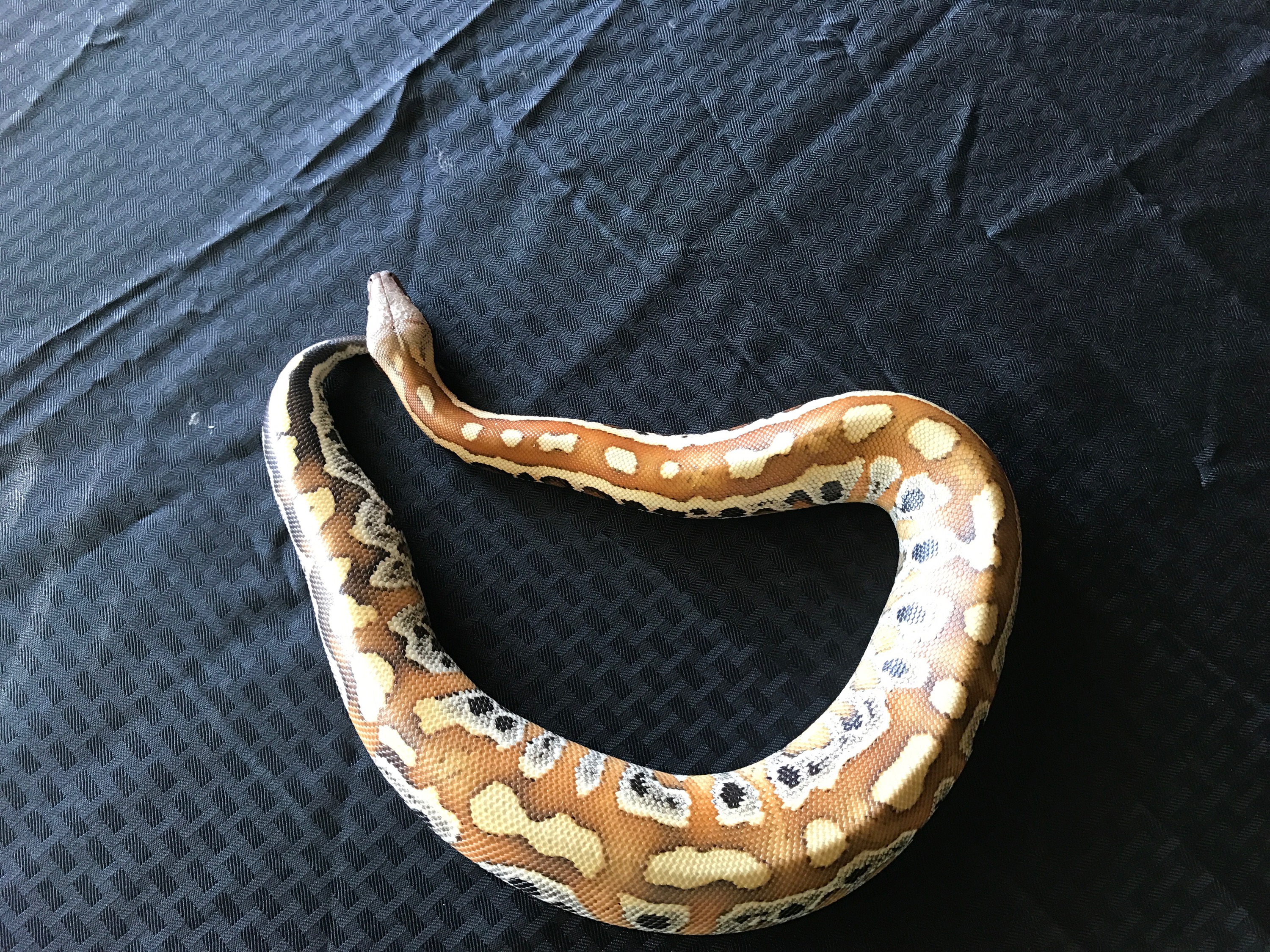 A Blood Python, on a black background.