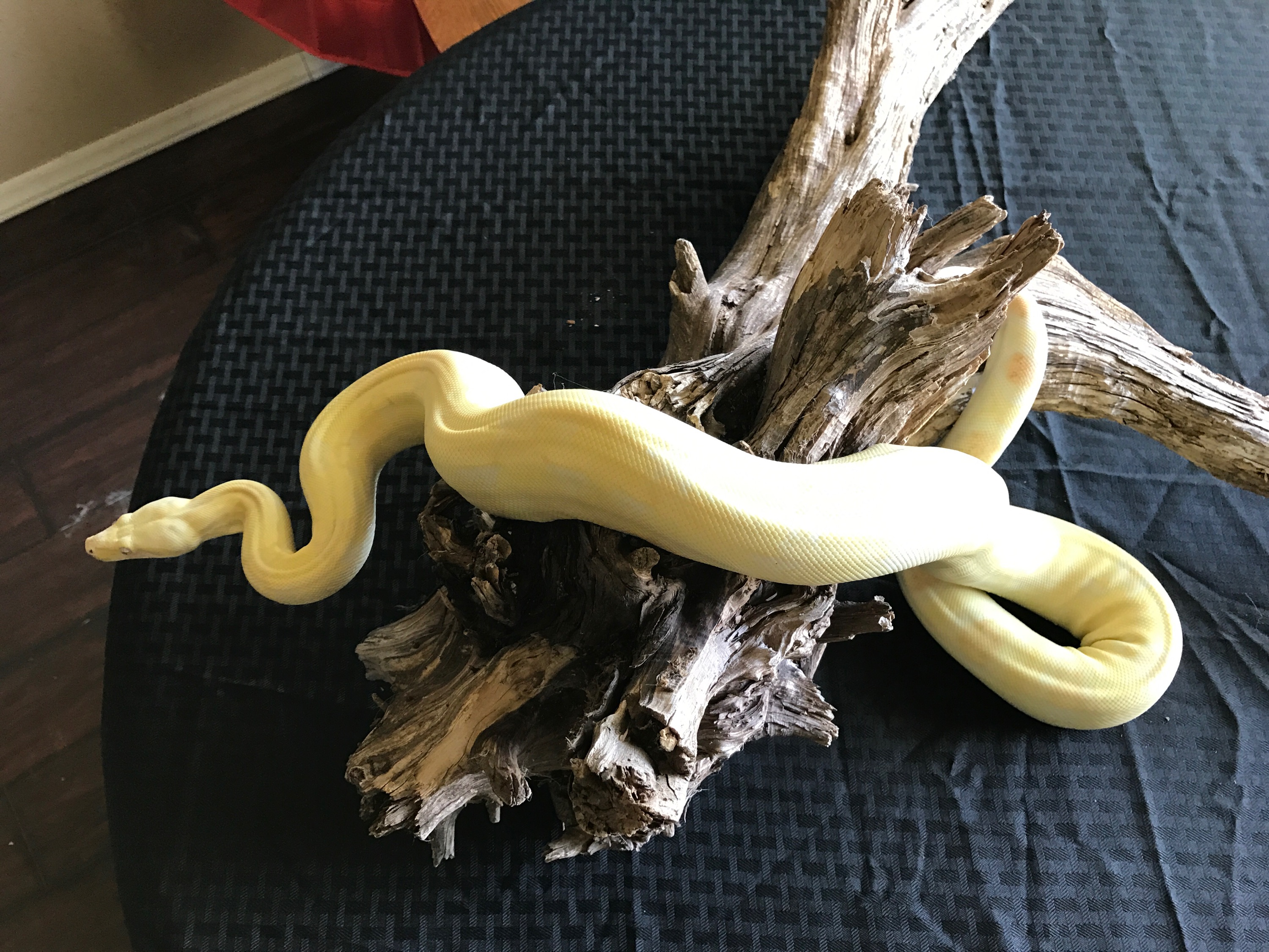 An Albino Red Tail Boa Constrictor on a black background.