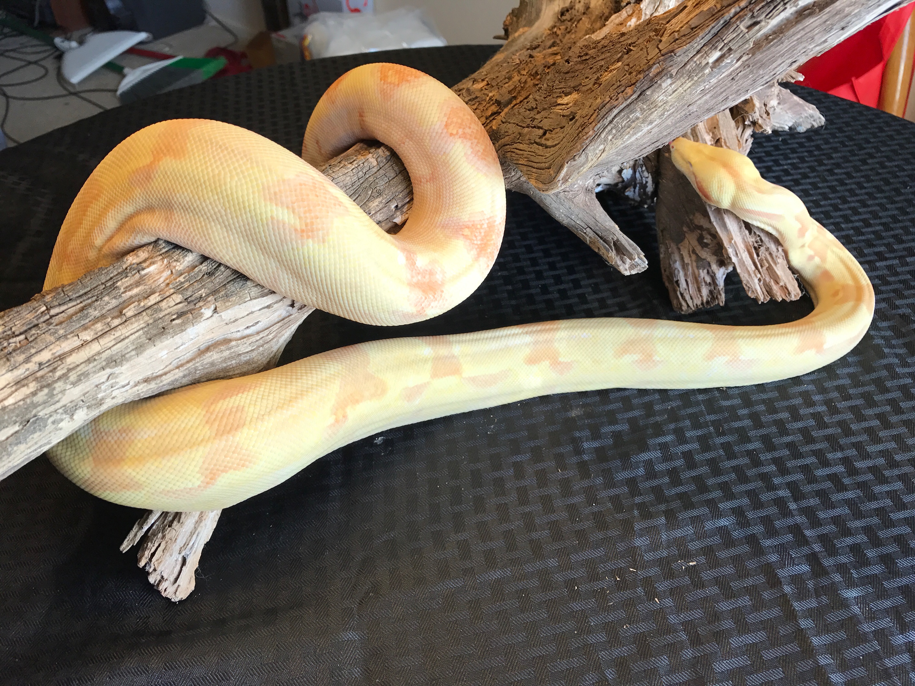 A Female IMG Sunglow Boa Constrictor