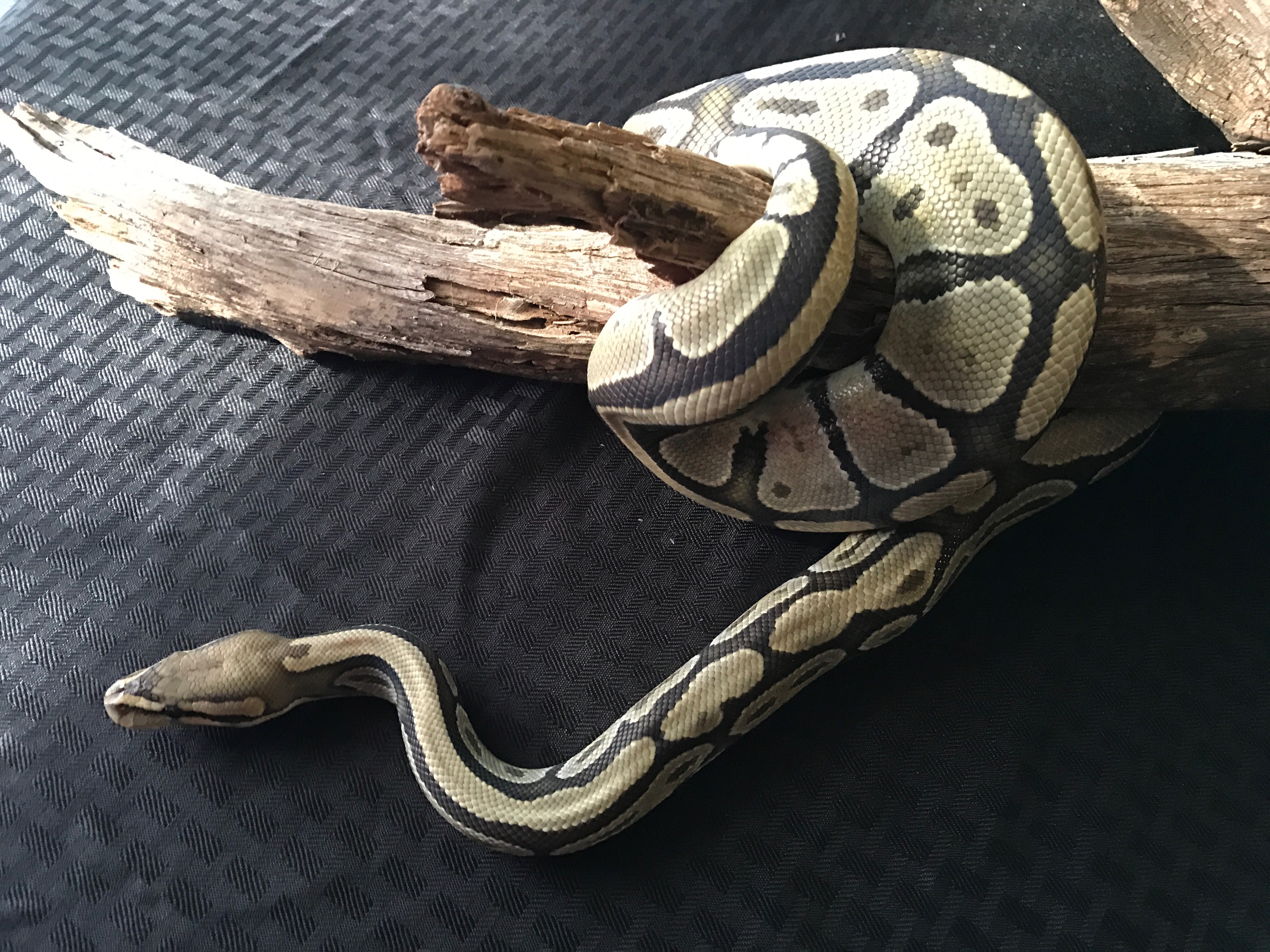 A Female Ball Python.