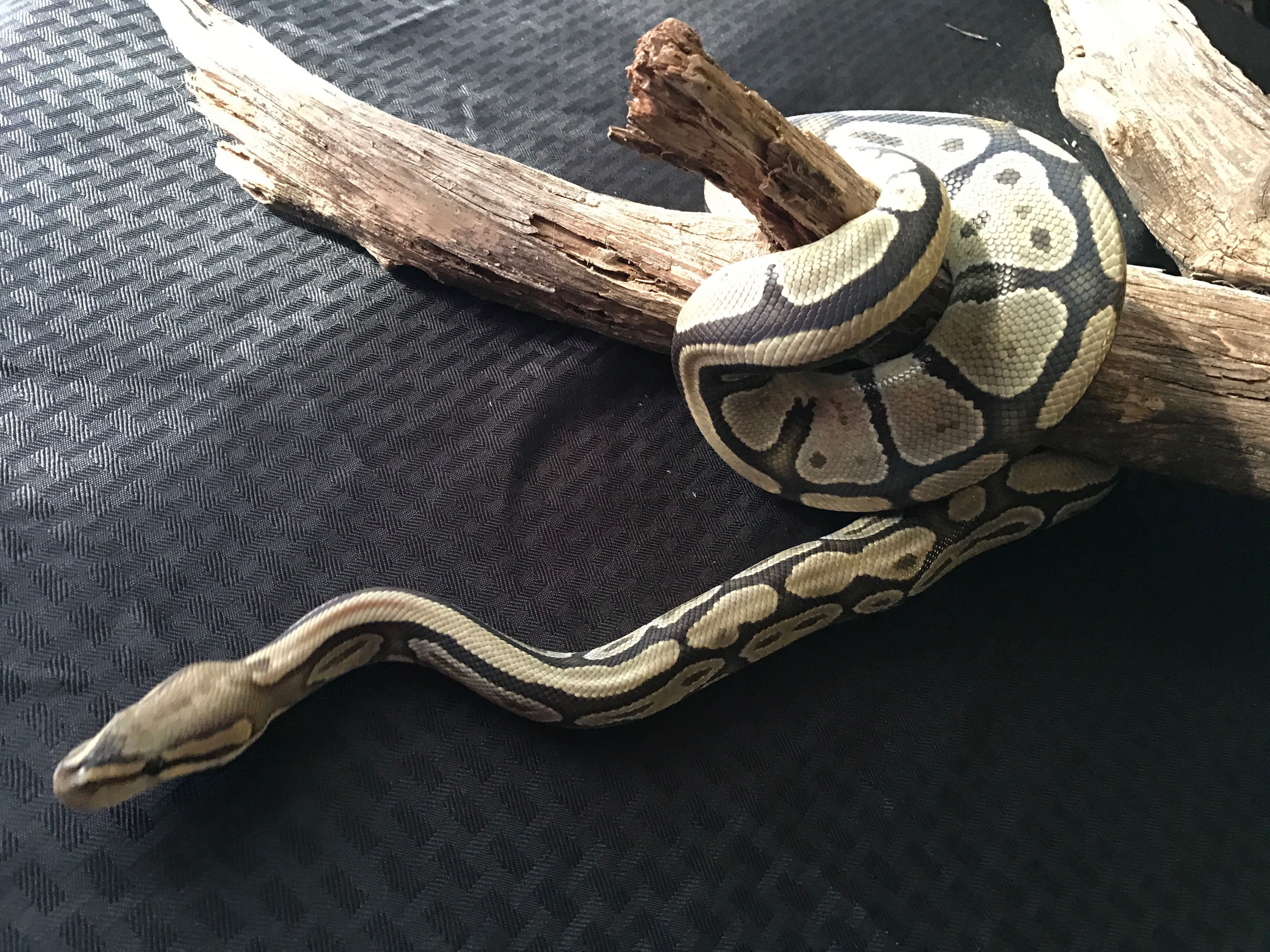 Fatgirl, a Hypo female Ball Python.