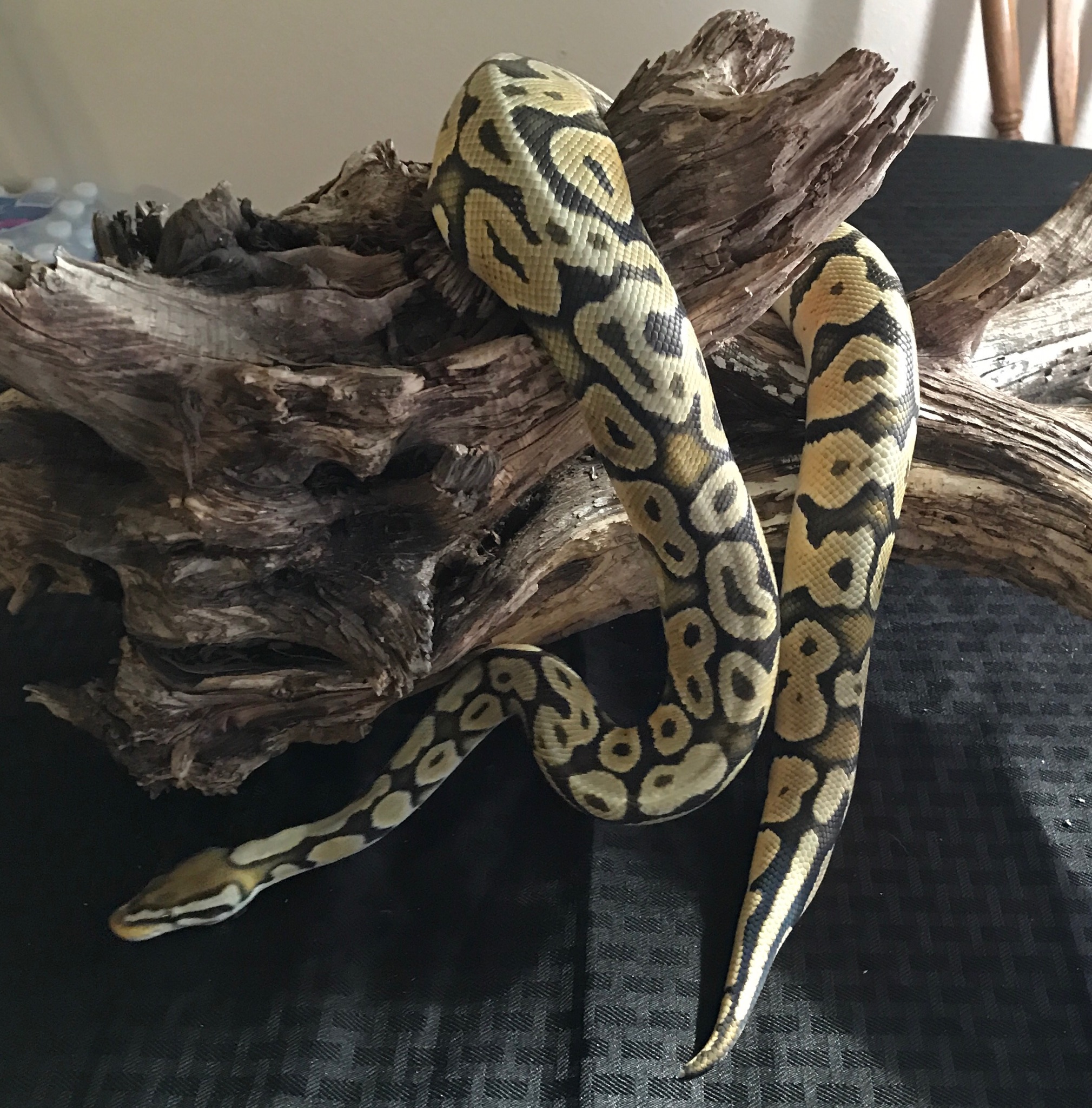 A Pastel Hypo Ball Python.