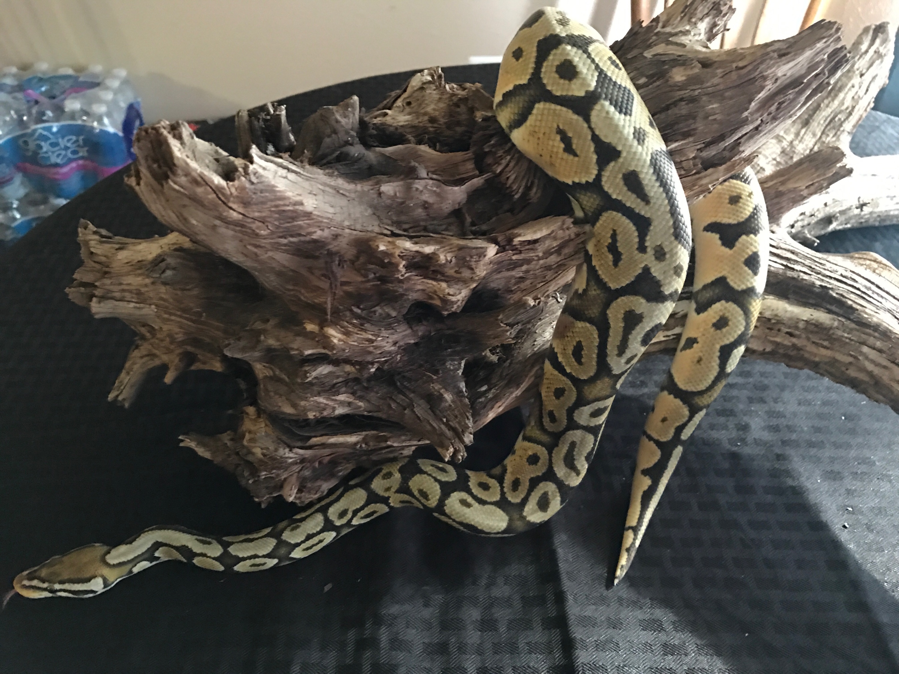 Hypo Pastel Ball Python on a black background, on a log.