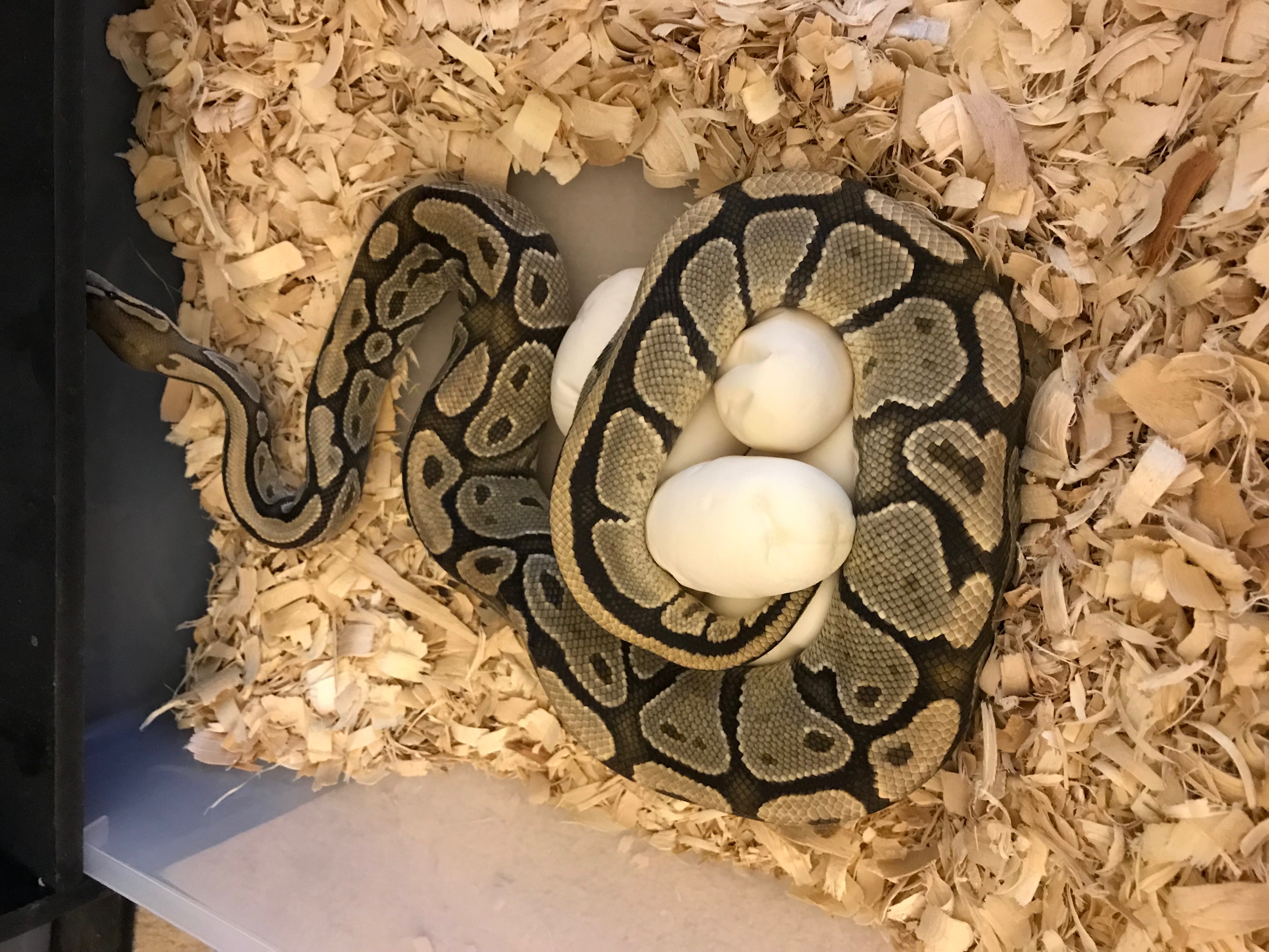 a female Orange Ghost ball python rapped around her first clutch of 7 eggs