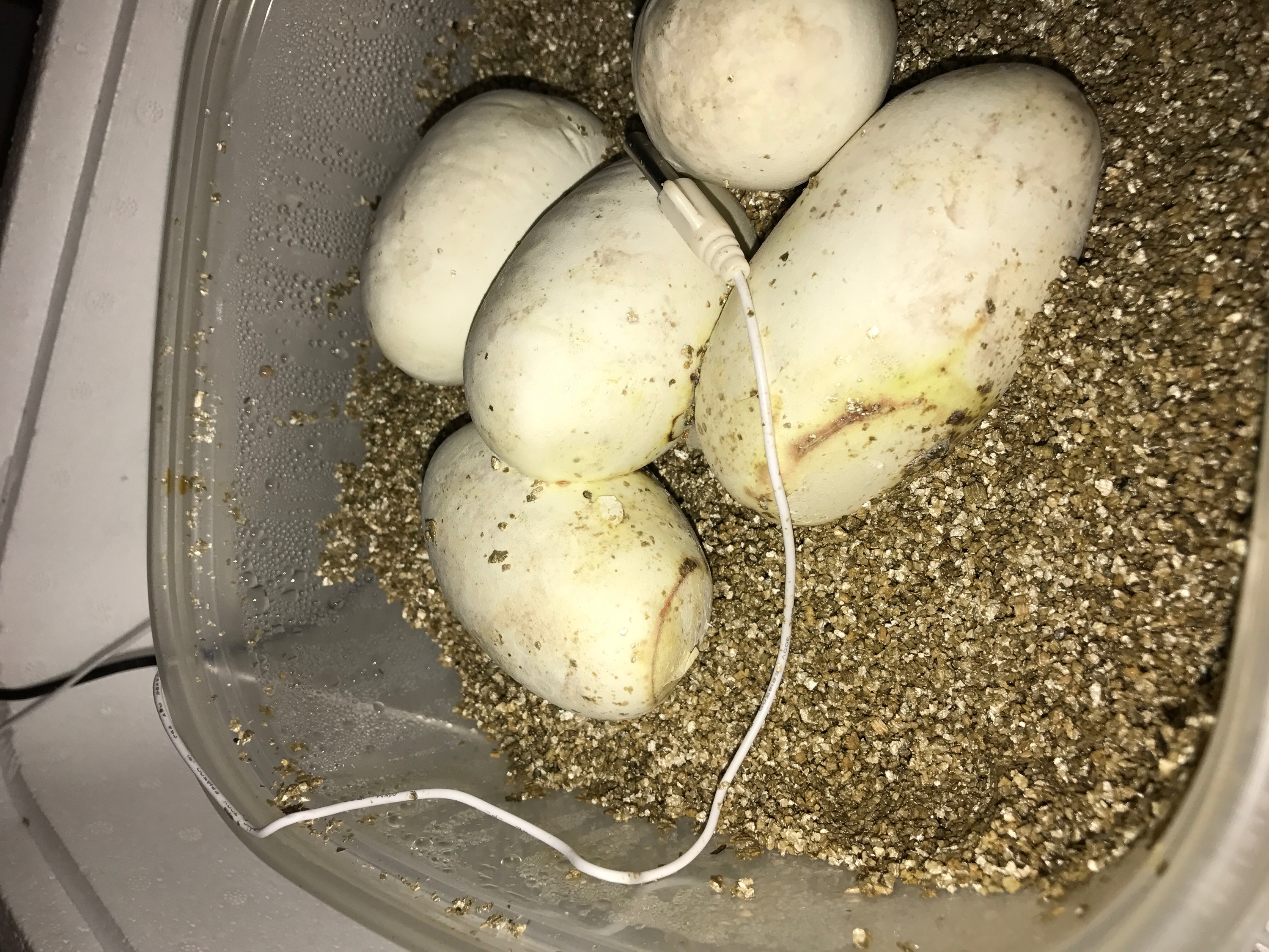 5 Ball Python eggs in an egg box. 2 eggs have spots where old eggs were removed.
