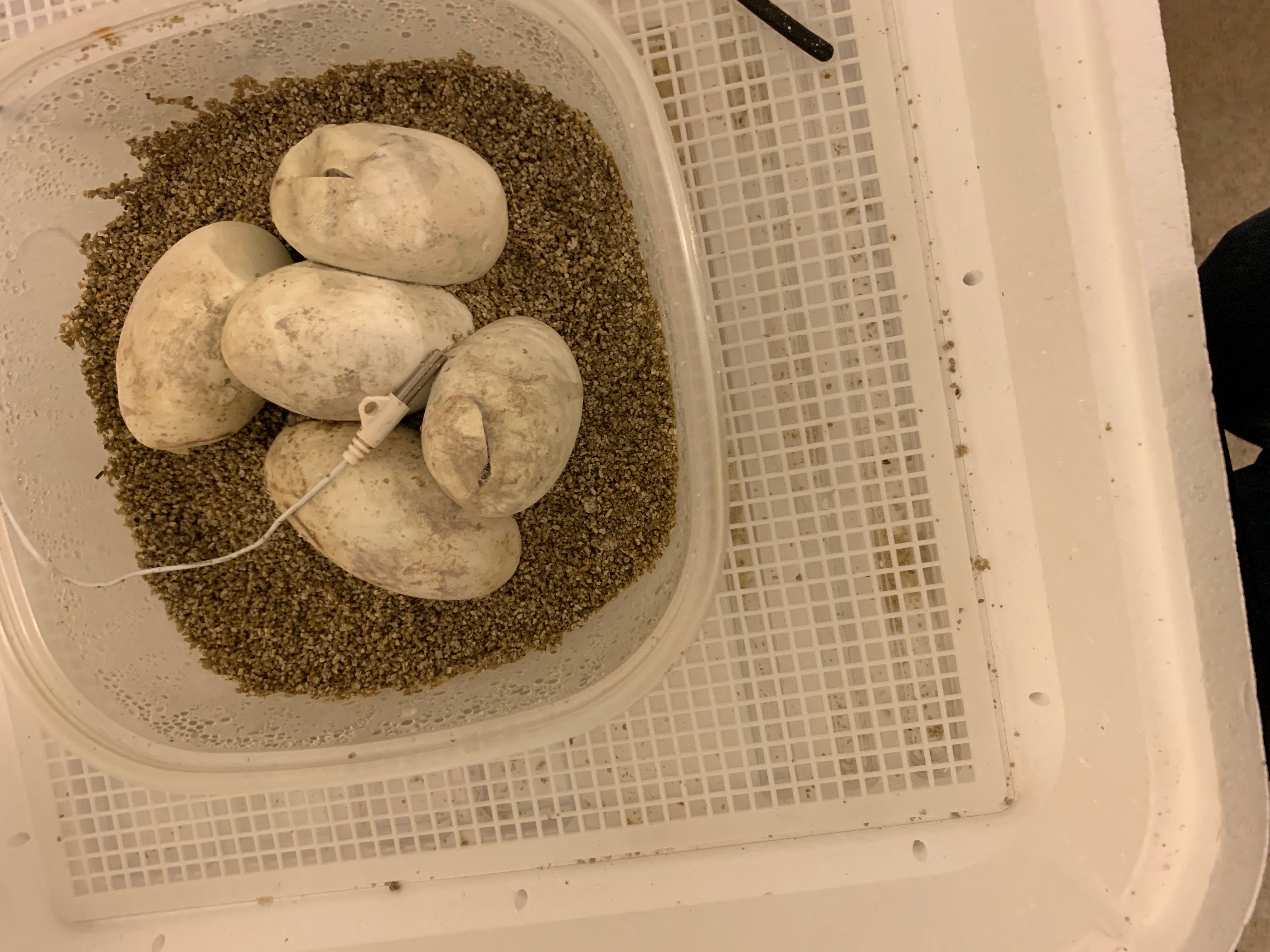 Ball Python Eggs starting to crack open